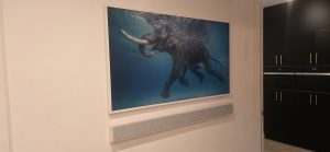 Elephant swimming underwater in vibrant blue water, showcased on a wall, enhancing the modern interior design of an office space.